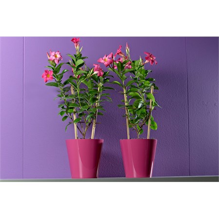 Vaso Clivo con Fori Ciclamino cm 14 in Casa